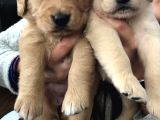 Golden Retriever Bebekler