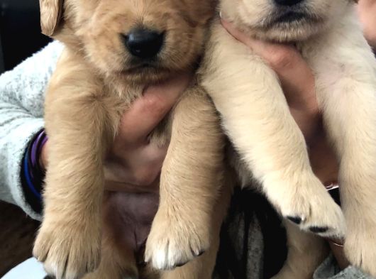 Golden Retriever Bebekler görsel