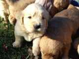 Golden Retriever Bebekler