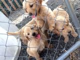 Golden Retriever Bebekler
