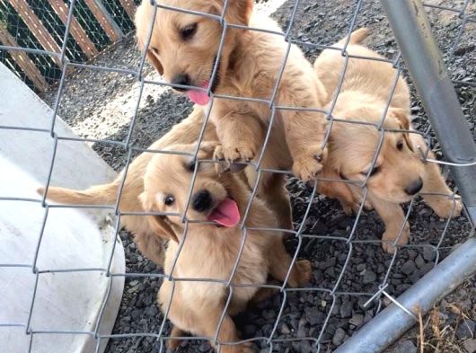 Golden Retriever Bebekler görsel