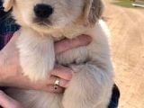 Golden Retriever Bebekler