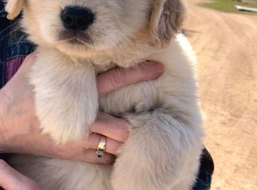 Golden Retriever Bebekler görsel