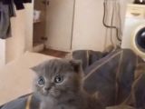 Erkek scottish fold Denizli