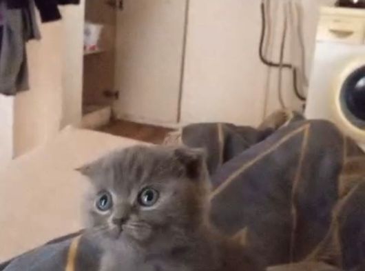 Erkek Scottish Fold Denizli