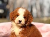 Dev Goldendoodle Yavrular