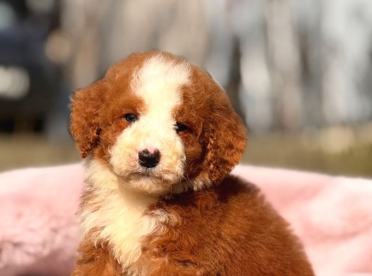 Dev Goldendoodle Yavrular görsel