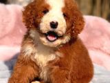 DEV GOLDENDOODLE YAVRULAR