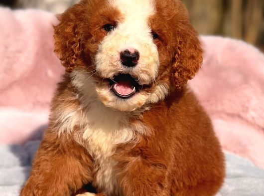 Dev Goldendoodle Yavrular
