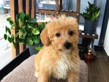 ÜCRETSİZ MALTİPOO BEBEK