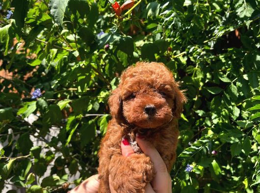 Teacup Toy Poodle