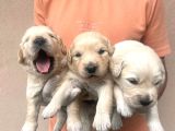 Baby Face Golden Retriever