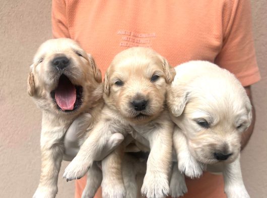 Baby Face Golden Retriever görsel