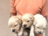 Baby face golden retriever