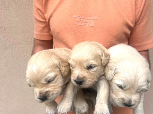 Baby Face Golden Retriever