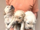 Baby Face Golden Retriever