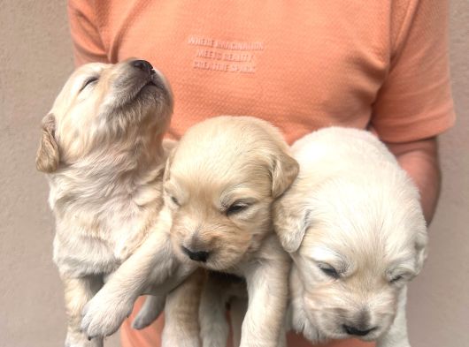Baby Face Golden Retriever görsel