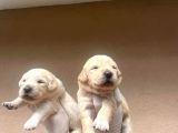 Baby Face Golden Retriever