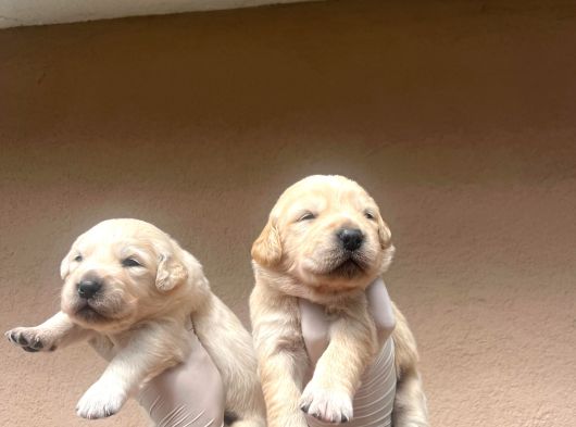 Baby Face Golden Retriever görsel