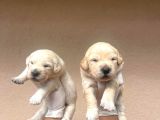 Baby Face Golden Retriever