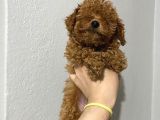 Teacup Toy Poodle