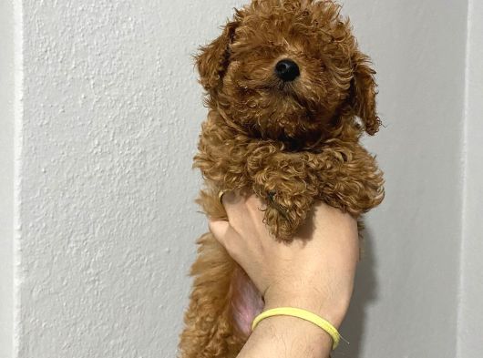 Teacup Toy Poodle görsel