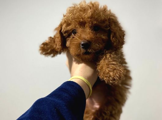 Teacup Toy Poodle görsel