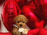 SEVİMLİ TOY POODLE YAVRUMUZ