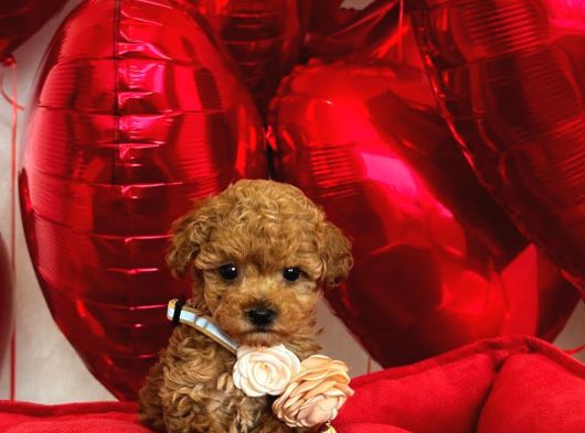 Sevi̇mli̇ Toy Poodle Yavrumuz