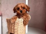Sevi̇mli̇ Toy Poodle Yavrumuz