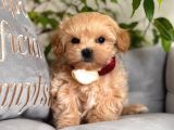 MALTİPOO CİNSİ YAVRULAR EV ÜRETİMİ