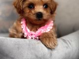 Sevi̇mli̇ Toy Poodle Yavrumuz