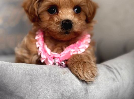 Sevi̇mli̇ Toy Poodle Yavrumuz görsel