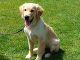 Bi̇r Bi̇ri̇nden Güzel Eği̇ti̇mli̇ Golden Retriever Yavrulari