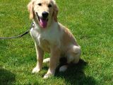 Bi̇r Bi̇ri̇nden Güzel Eği̇ti̇mli̇ Golden Retriever Yavrulari