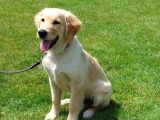 Bi̇r Bi̇ri̇nden Güzel Eği̇ti̇mli̇ Golden Retriever Yavrulari