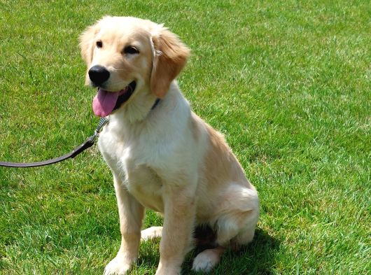 Bi̇r Bi̇ri̇nden Güzel Eği̇ti̇mli̇ Golden Retriever Yavrulari görsel