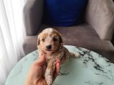 Çok Büyümeyen Minyatür Minnaklarım