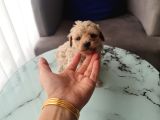 Çok Büyümeyen Minyatür Minnaklarım