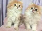 British Longhair Golden Shaded Ny11 Safkan Orji̇nal