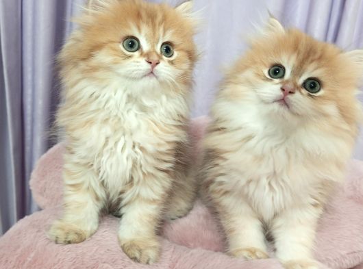 British Longhair Golden Shaded Ny11 Safkan Orji̇nal görsel