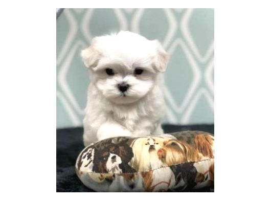 Pamuk Gibi Maltese Bebeklerimiz görsel
