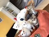 Kedi̇ci̇den Renk Renk British Shorthair Yavrulari Ankara