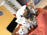 KEDİCİDEN RENK RENK BRITISH SHORTHAIR YAVRULARI ANKARA