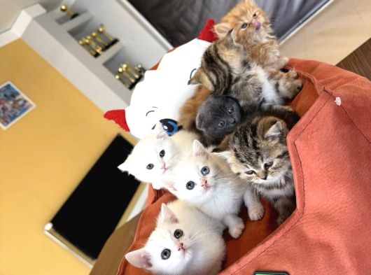 Kedi̇ci̇den Renk Renk British Shorthair Yavrulari Ankara