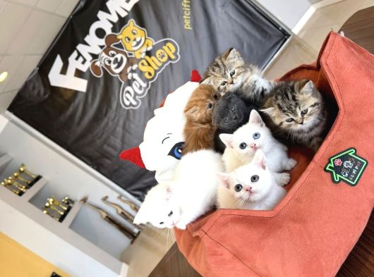 Kedi̇ci̇den Renk Renk British Shorthair Yavrulari Ankara görsel