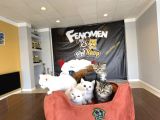 Kedi̇ci̇den Renk Renk British Shorthair Yavrulari Ankara