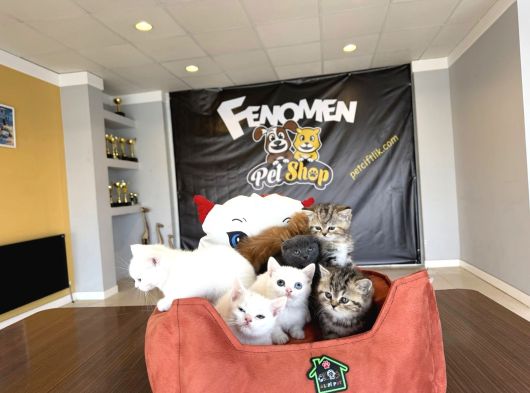Kedi̇ci̇den Renk Renk British Shorthair Yavrulari Ankara görsel