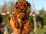 TEACUP KOREA POODLE KG GARANTİLİ ASILI ÇİS EGİTİMLİ SAFKAN