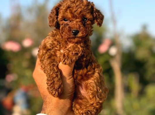 Teacup Korea Poodle Kg Garanti̇li̇ Asili Çi̇s Egi̇ti̇mli̇ Safkan